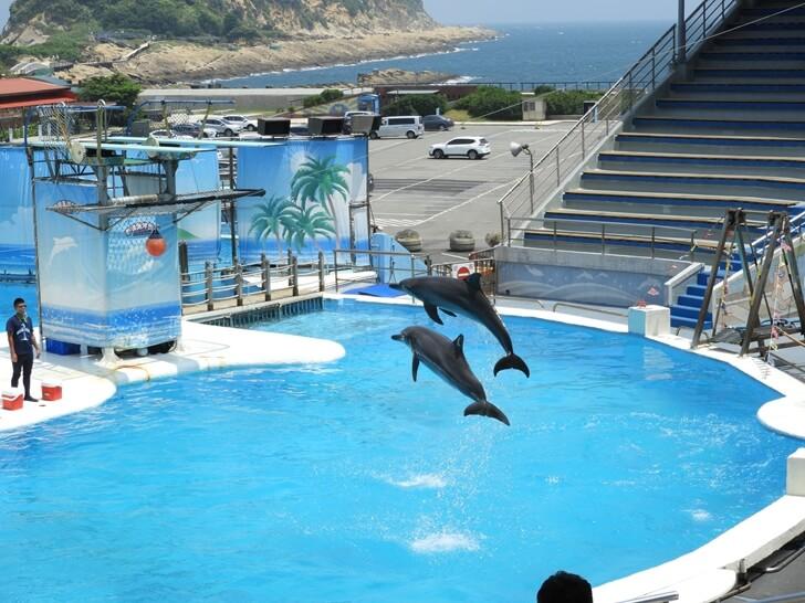 躍出水面的海豚