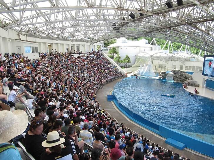 海豚表演超多觀眾