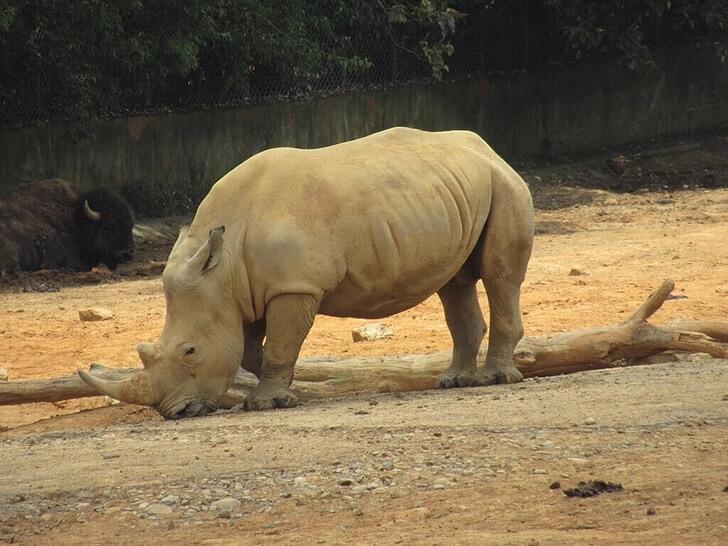 六福村野生動物園的白犀牛