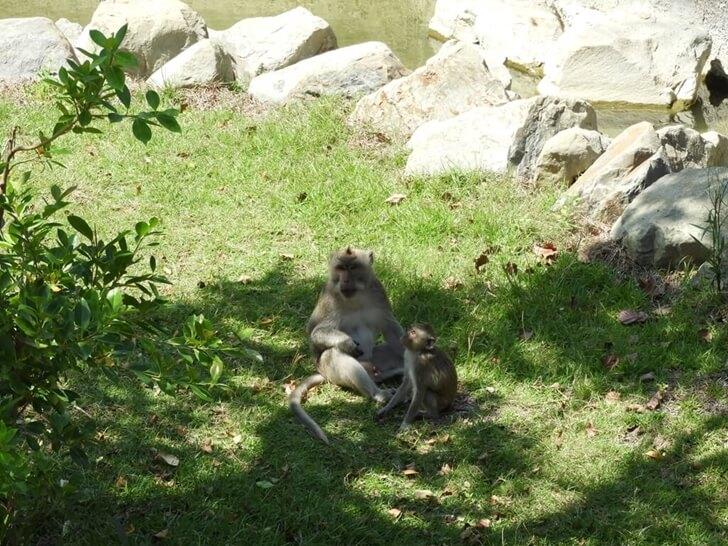 兩隻猴子在樹下乘涼