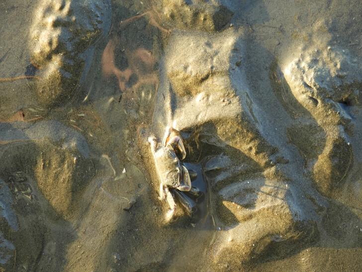 香山濕地上的招潮蟹