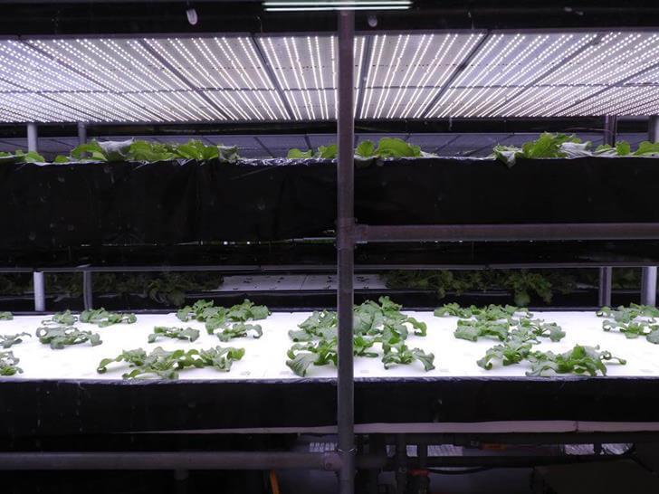 室內科技蔬菜種植區